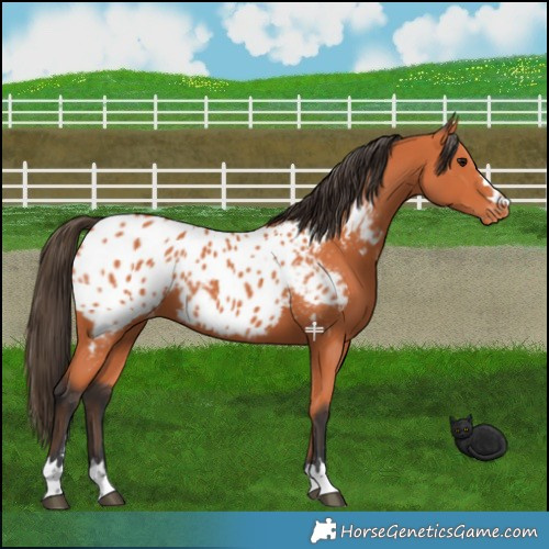 Horse Color:Bay Appaloosa 