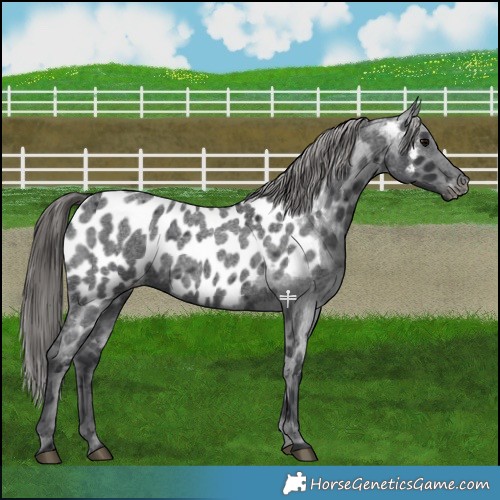 Horse Color:Blue Roan Appaloosa 