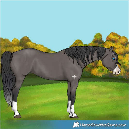 Horse Color:Grullo Splash 