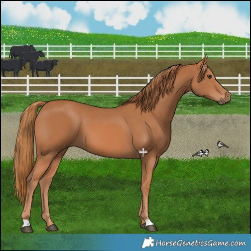 Horse Color:Chestnut 