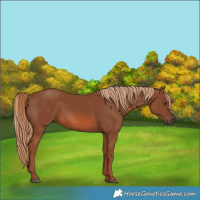 Horse Color:Chestnut 