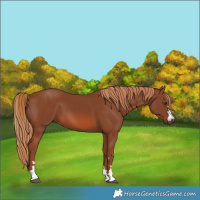 Horse Color:Chestnut 
