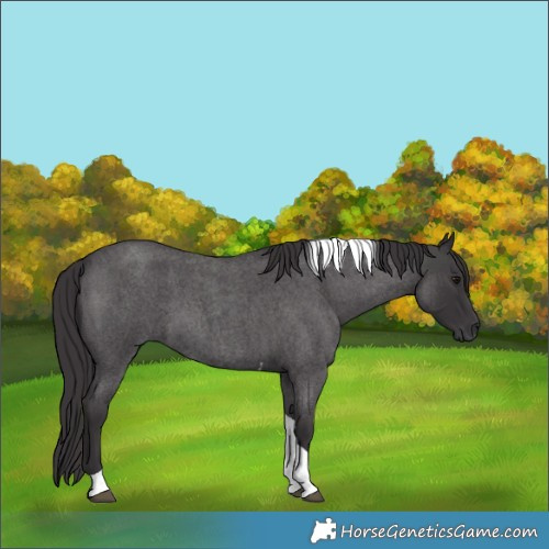 Horse Color:Smoky Blue Roan Tobiano