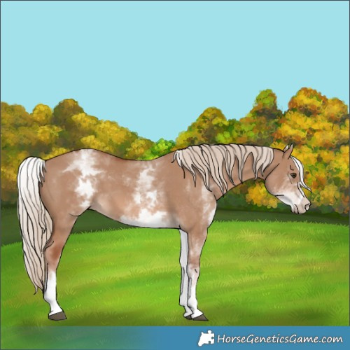 Horse Color:White Spotted Red Dun 