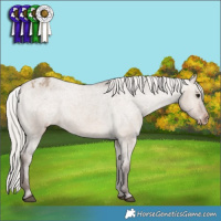 Horse Color:Silver Brown Dun Appaloosa 