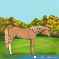 Horse Color:Chestnut 