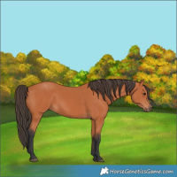 Horse Color:Bay 