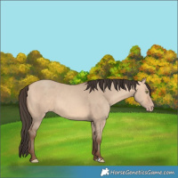 Horse Color:Amber Champagne Dun 