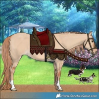 Horse Color:Red Dun 