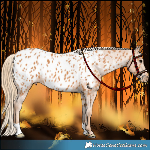 Horse Color:Chestnut Appaloosa 
