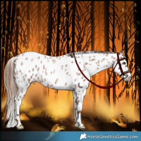 Horse Color:Red Roan Appaloosa