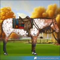 Horse Color:Bay Near Leopard