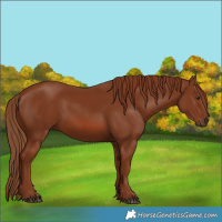 Horse Color:Chestnut 