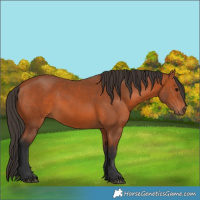 Horse Color:Bay 