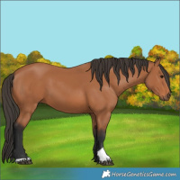 Horse Color:Bay 