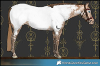 Horse Color:Gray Perlino Appaloosa