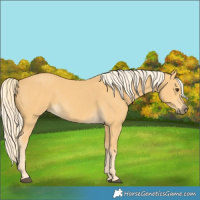 Horse Color:Palomino 
