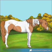 Horse Color:Chestnut Tobiano 
