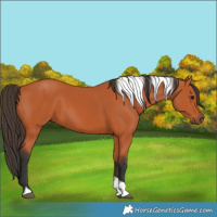 Horse Color:Bay Tobiano 
