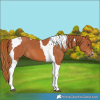Horse Color:Chestnut Tobiano