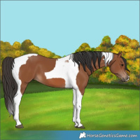 Horse Color:Bay Tobiano 