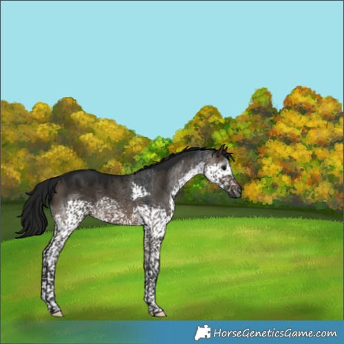 Horse Color:Gray Brown Dun Splash Tobiano 