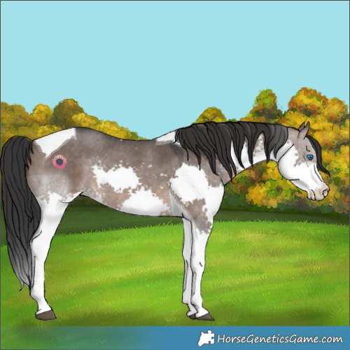 Horse Color:Brown Dun Sabino Splash Tobiano 
