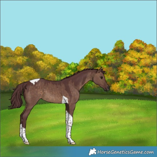 Horse Color:Chocolate Bay Dun Tobiano 