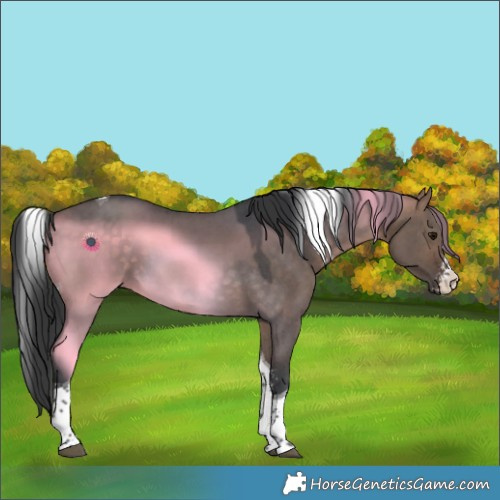 Horse Color:Bay Dun Sabino Tobiano 