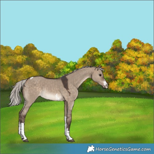 Horse Color:Silver Brown Dun Sabino Tobiano Rabicano 