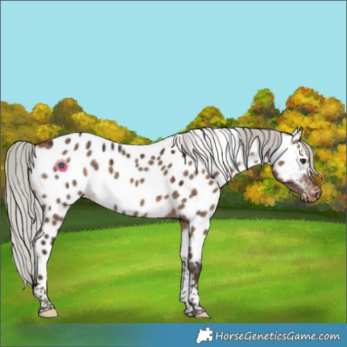 Horse Color:White Spotted Silver Brown Dun Tobiano Appaloosa 