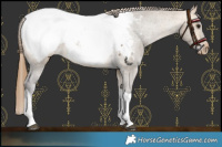 Horse Color:Buckskin Dun Tobiano Snowcap