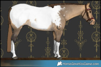 Horse Color:Buckskin Dun Tobiano Appaloosa 