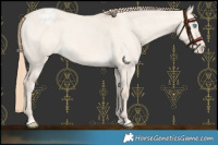Horse Color:Perlino Dun Varnish