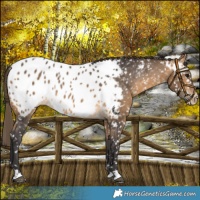 Horse Color:Buckskin Near Leopard 