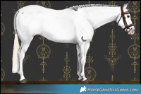 Horse Color:Chocolate Palomino Snowcap 