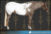 Horse Color:Chocolate Palomino Appaloosa 