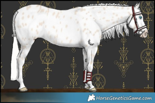 Horse Color:Cremello Dun Appaloosa 