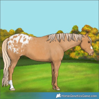 Horse Color:Chestnut Appaloosa 