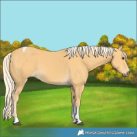 Horse Color:Palomino Tobiano 