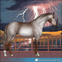 Horse Color:Gray Chestnut 
