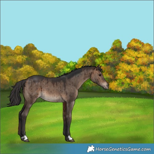 Horse Color:Brown Dun Brindle 