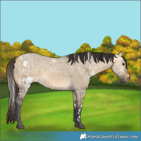 Horse Color:White Spotted Buckskin Ice Dun 