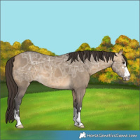 Horse Color:Buckskin Ice Dun