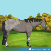 Horse Color:White Spotted Grullo Ice 