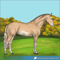 Horse Color:Red Dun Splash Frame  and Red Dun Splash Frame 