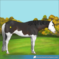 Horse Color:Brown Splash 