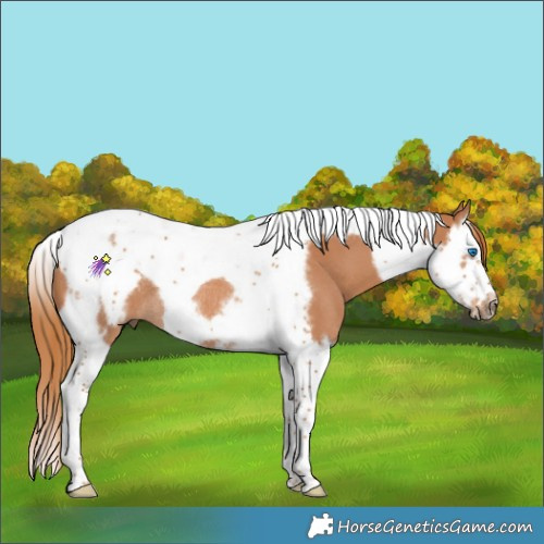 Horse Color:Chestnut Splash Tobiano Frame Rabicano