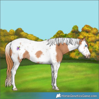 Horse Color:Chestnut Splash Tobiano Frame Rabicano 