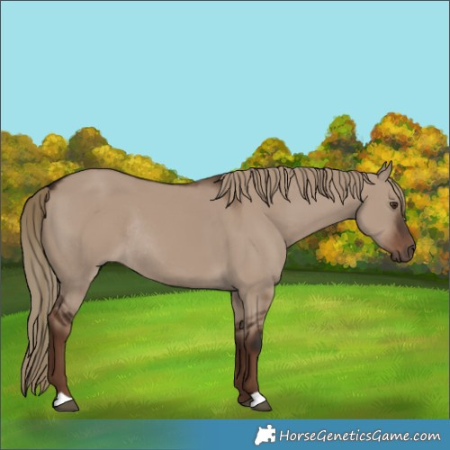 Horse Color:Liver Red Dun Rabicano 